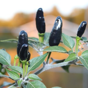 Black Cobra rare HOT pepper. 30+ freshly harvested seeds for 2025