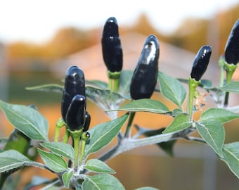 Black Cobra zeldzame HETE peper. 30+ vers geoogste zaden voor 2026