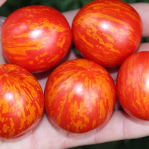 Tiny Tiger Micro Dwarf Tomato 20 fresh seeds for 2025