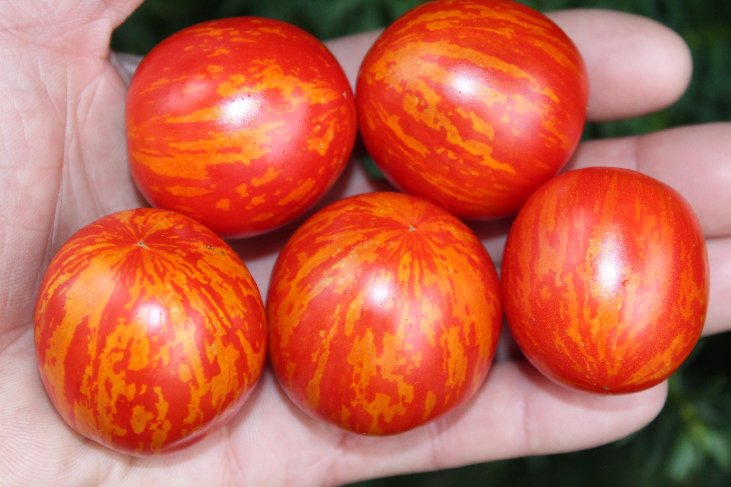 Tiny Tiger Micro Dwarf Tomato 20 fresh seeds for 2025