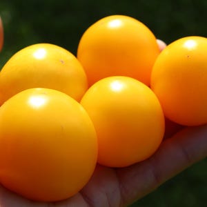 Canary Kiss micro dwarf tomato 30+ fresh organic seeds for the 2025 season