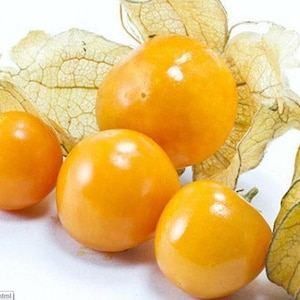 Pineapple Ground Cherry (tasty) 60+ fresh organic seeds for 2026 image 4