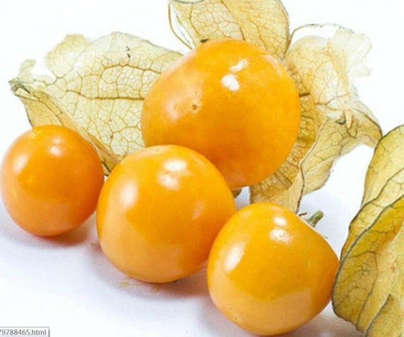 Pineapple Ground Cherry (tasty) 60+ fresh organic seeds for 2026 image 4