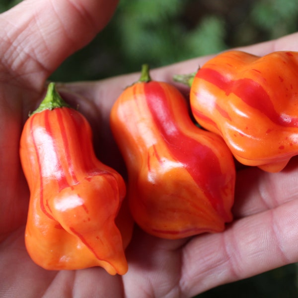 Zebrange Paprika 25 frische bio Samen für 2024