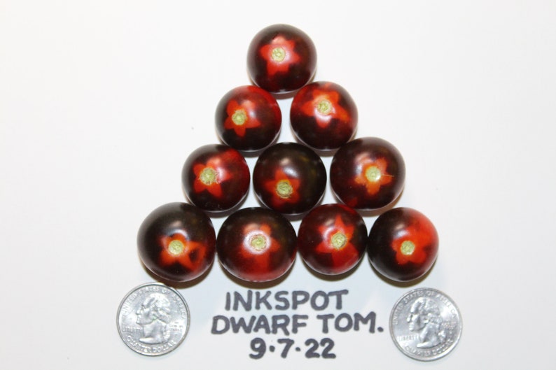 Inkspot Micro Dwarf Tomato. 30 Fresh Seeds for the 2023 - Etsy