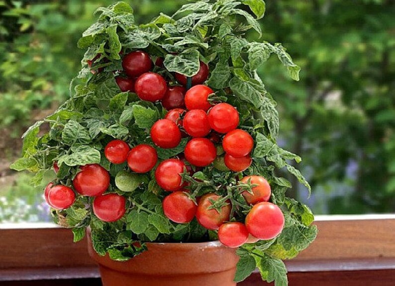 Tiny Tim dwarf tomato 40 fresh seeds for the 2021 season Etsy