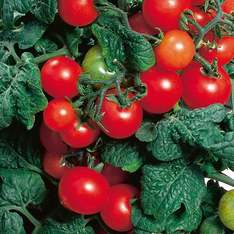 Puede incluir: Primer plano de una planta de tomate con muchos tomates rojos maduros creciendo en la vid. Los tomates est&aacute;n agrupados y est&aacute;n rodeados de hojas verdes.