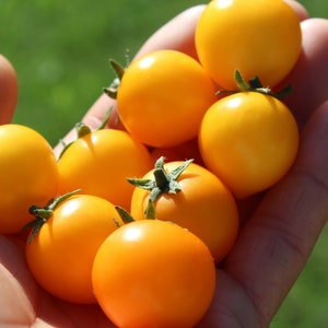 Aztec Gold Micro Dwarf tomato 30+ fresh seeds for 2025