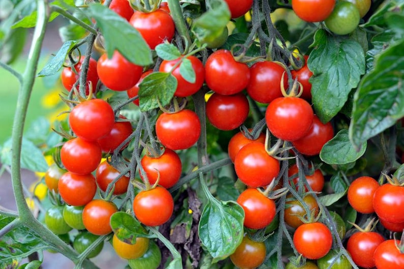 Sweetie Cherry Tomato super sweet 40 fresh organic seeds Etsy