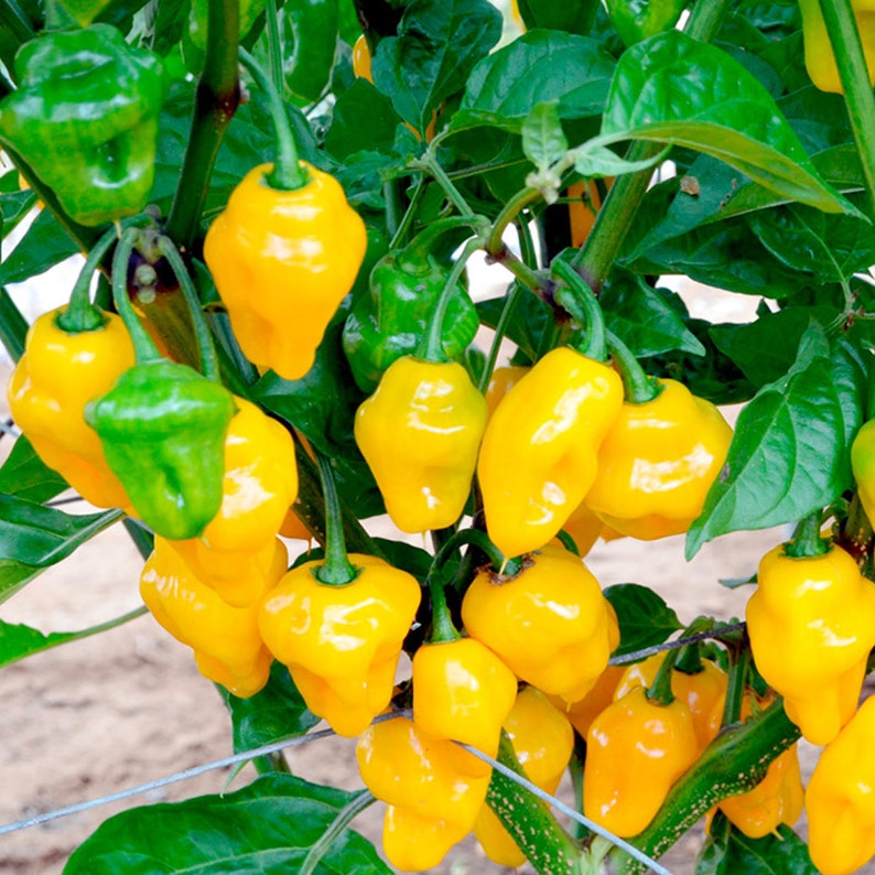 Trinidad Perfume pepper. 30 fresh organic seeds for the 2024 season. image 1