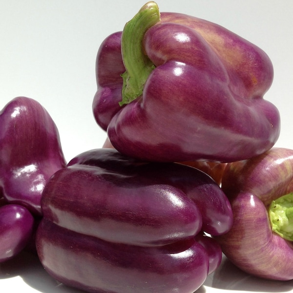 Rare Lilac sweet pepper 30+ fresh organic seed for the 2024 season.