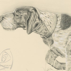 Pu&ograve; includere: Un disegno a matita in bianco e nero di un Bracco tedesco a pelo corto di profilo, con la testa girata a sinistra, che guarda attentamente qualcosa fuori dallo schermo. Il cane indossa un collare nero.