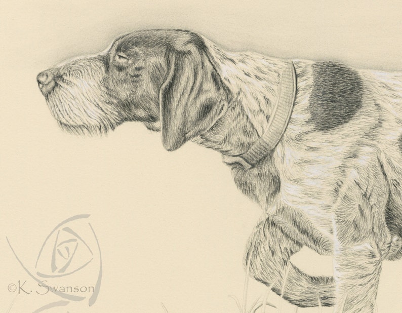 Pu&ograve; includere: Un disegno a matita in bianco e nero di un Bracco tedesco a pelo corto di profilo, con la testa girata a sinistra, che guarda attentamente qualcosa fuori dallo schermo. Il cane indossa un collare nero.