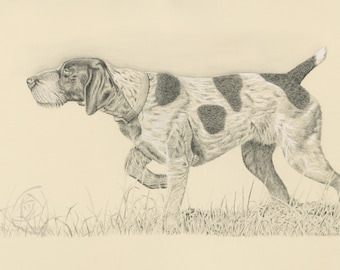 German Wirehaired Pointer Print
