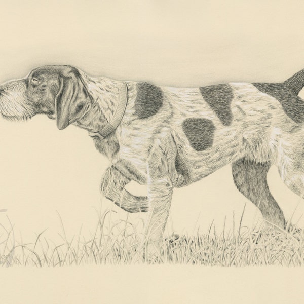 German Wirehaired Pointer Print