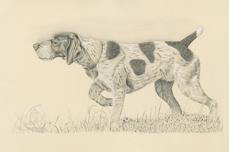 Pu&ograve; includere: Un disegno a matita in bianco e nero di un Bracco tedesco a pelo corto che corre attraverso l'erba alta. Il cane &egrave; di profilo, con la testa girata a sinistra, e la coda scodinzola.