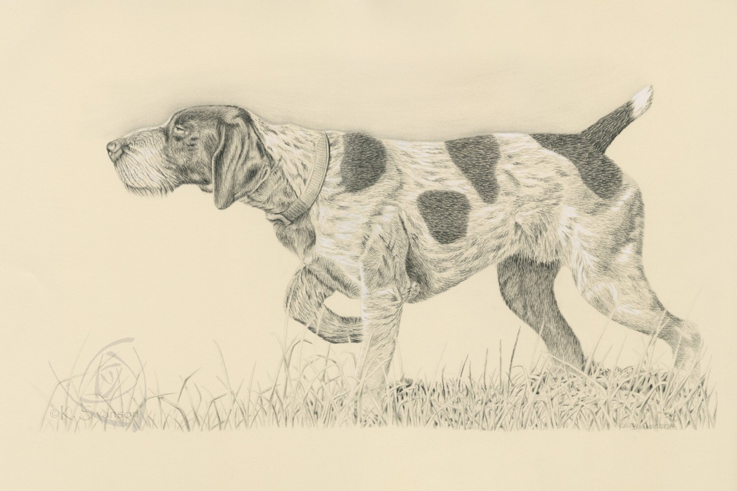 German Wirehaired Pointer Print - Etsy