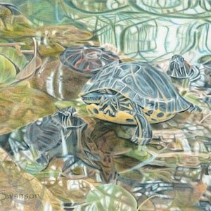 May include: A detailed pencil drawing of a group of turtles in a pond. The turtles are resting on a rock with their heads up and their shells visible. The water is clear and the bottom of the pond is visible. The drawing is done in shades of green, brown, and blue.