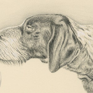 Pu&ograve; includere: Un disegno a matita in bianco e nero della testa di un cane. Il cane ha un muso lungo e orecchie cadenti. Il cane sta guardando a destra dell'immagine. Il disegno &egrave; firmato "C.K. Swanson" nell'angolo in basso a sinistra.