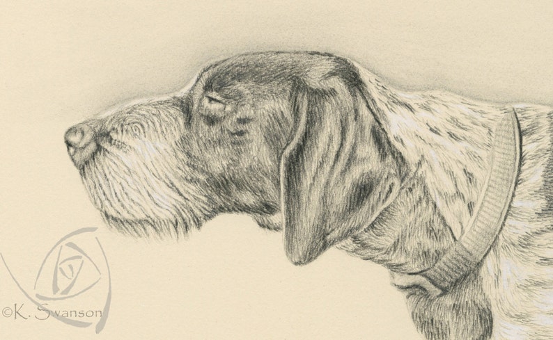 Pu&ograve; includere: Un disegno a matita in bianco e nero della testa di un cane. Il cane ha un muso lungo e orecchie cadenti. Il cane sta guardando a destra dell'immagine. Il disegno &egrave; firmato "C.K. Swanson" nell'angolo in basso a sinistra.