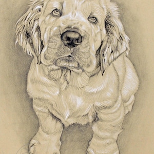 Clumber Puppy Print