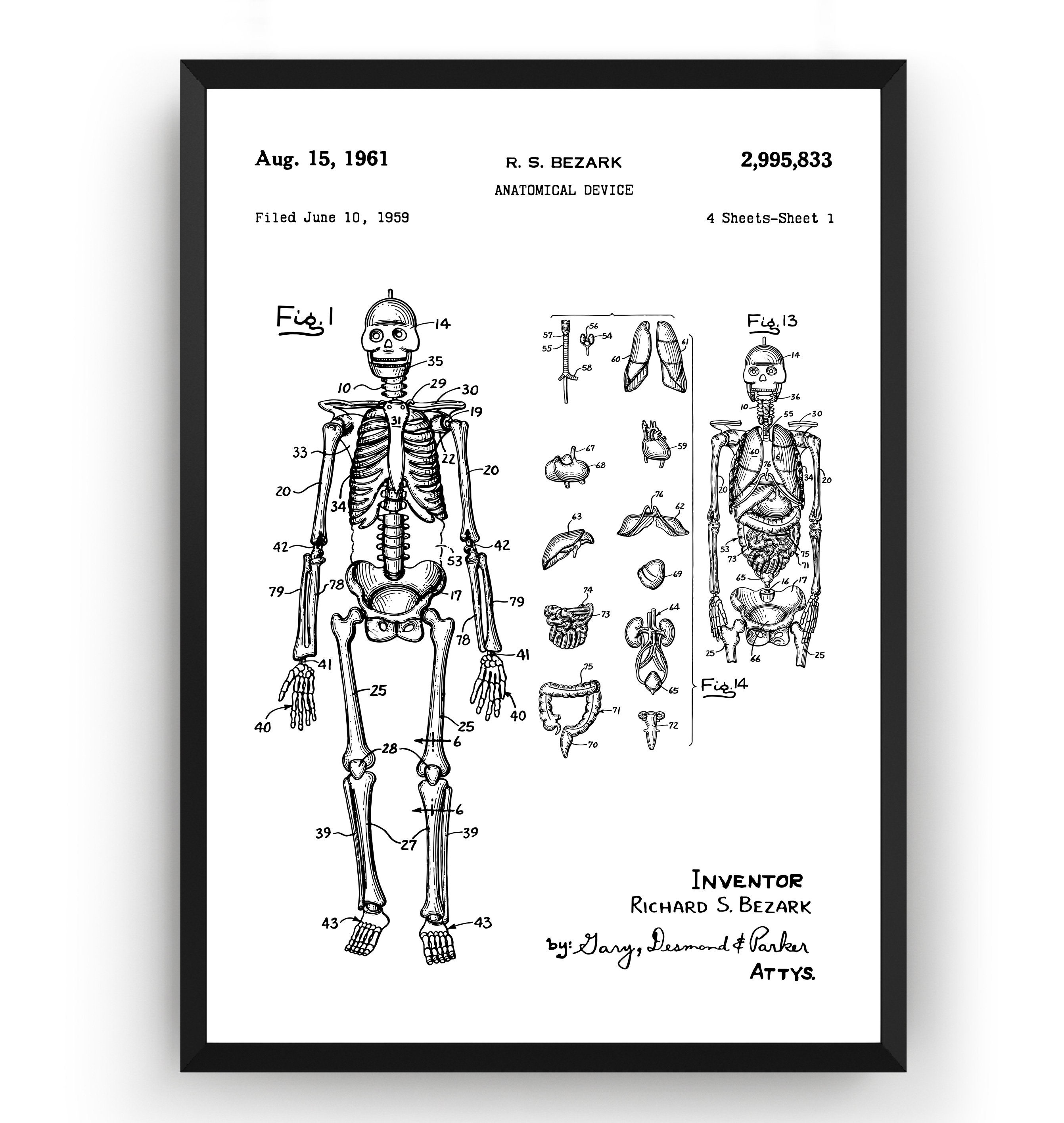 Anatomical Skeleton 1961 Patent Print Anatomy Medical Wall Etsy