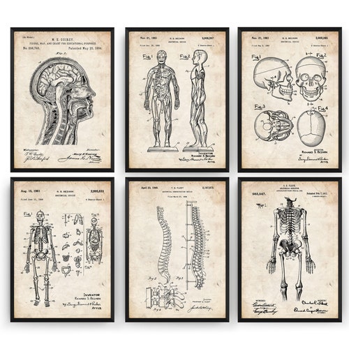 Medical Art Set of 4 Vintage Anatomy Wall Art Prints Doctor - Etsy