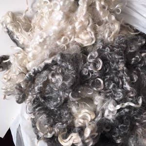 Angora goat fleece-Bi-color-cream and charcoal-washed 4 ounces