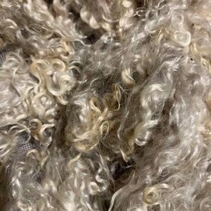 Young mohair locks-Champagne