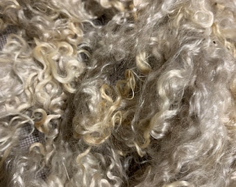 Young mohair locks-Champagne