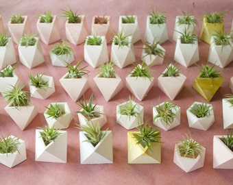 20 planteurs géométriques avec Airplants