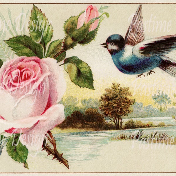 Vintage blue bird image,Instant download,bird and Rose illustration,bird Art,Printable postcard image,vintage download,digital rose image