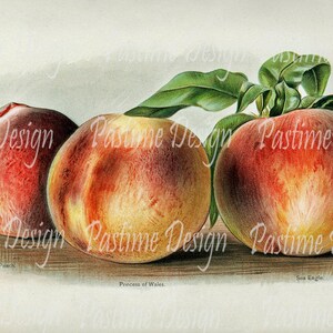 Vintage Obstschale Bild Pfirsiche, sofortiger Download, Vintage Illustration Frucht, Obst-Druck, Printable Pfirsiche, Bild, Jahrgang Fruitdownload, Obst-digi