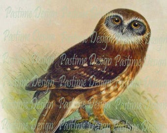 Vintage Owl image,Instant download,Vintage Owl illustration,Owl Ephemera,Printable Owl image,vintage download,digital Owl image,bird image