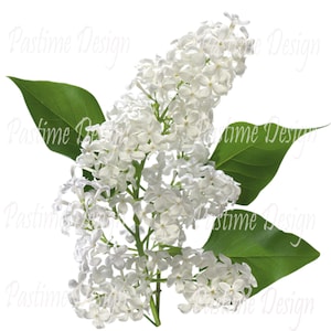 Clip art lila blanco, descarga instantánea, imagen de flores, impresión lila blanca, imagen lila blanca imprimible, descarga instantánea, impresión digital lila blanca