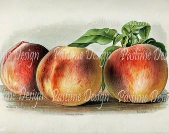 Vintage fruit image peaches,Instant download,Vintage fruit illustration,fruit print,Printable peaches image,vintage fruitdownload,fruit digi