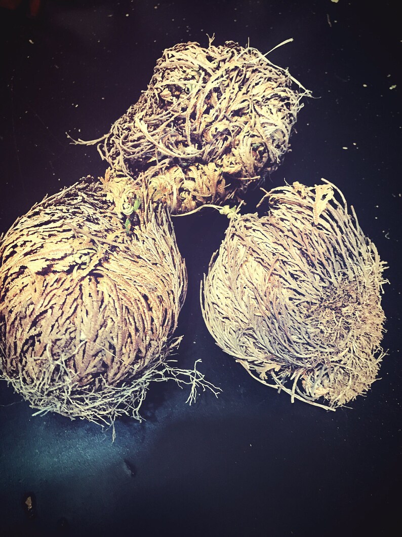 Rose of Jericho Resurrection Plant Ritual Water Pagan Etsy