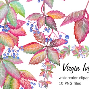 Virgin Ivy Watercolor Clipart Summer florals Autumn wild grapes Wedding invitation scrapbooking set PNG