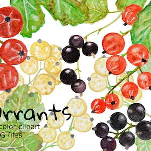 Watercolor Currants Clipart red black white leaves PNG berries set romantic birthday home decor for her garden