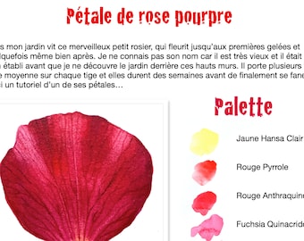 Tutoriel Aquarelle Botanique avec Sandrine Maugy - Pétale de rose pourpre