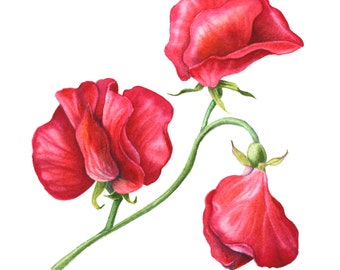 Watercolour Coral Sweet Peas - Original botanical painting by Sandrine Maugy