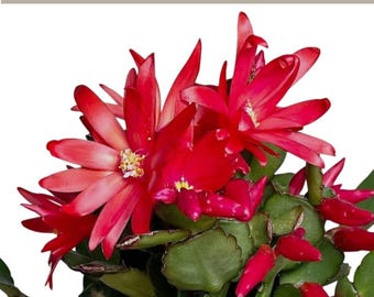 Boutures de cactus de Pâques rouges | Rhipsalidopsis gaertneri | Plante de démarrage sans épine