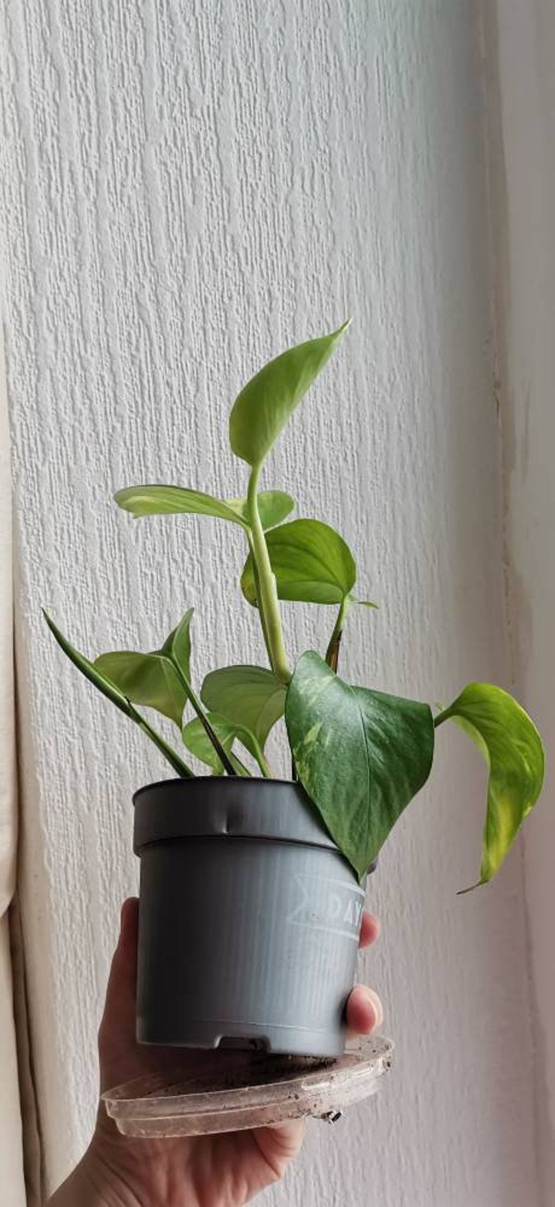 Pothos Devil's Ivy Potted Plant Etsy