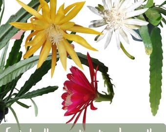 Epiphyllum Orchid Cactus | Starter Bundle x 3 Varieties | Easy Care Hanging Cactus Succulent Plant