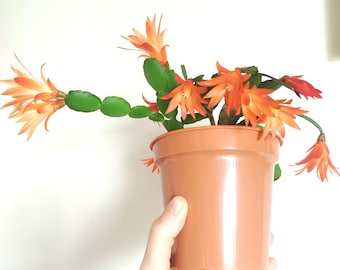 オレンジ色の花を咲かせるイースターカクタス | リプサリディパイス・ガートネリ | 育てやすい観葉植物