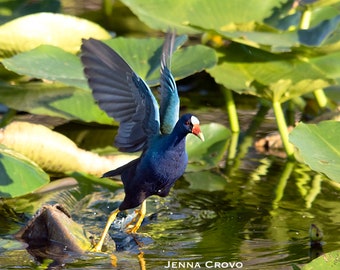 Purple Gallinule (Porphyrio martinicus) Fine Art Print, Everglades National Park Florida