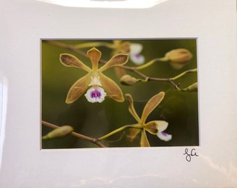 Butterfly Orchid (Encyclia tampensis) Fine Art Print, Everglades National Park, FL