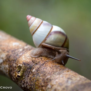 May include: A white and brown snail with a pointed shell crawls on a brown branch.