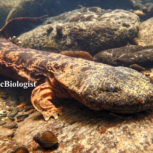 May include: A large, brown and grey salamander with a mottled pattern is lying on a rock in a shallow stream. The salamander has a wide, flat head and small, dark eyes. The water is clear and the rocks are covered in algae.
