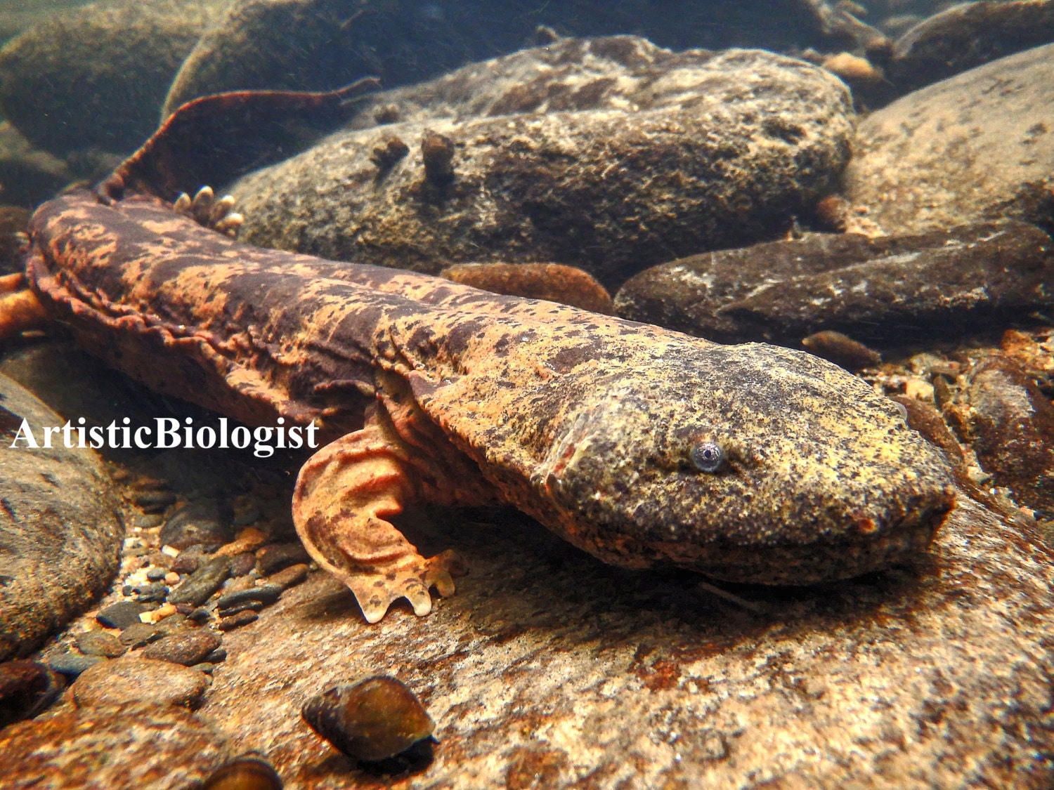 Hellbender Salamander cryptobranchus Alleganiensis Fine Art Print, Cherokee  National Forest, TN 